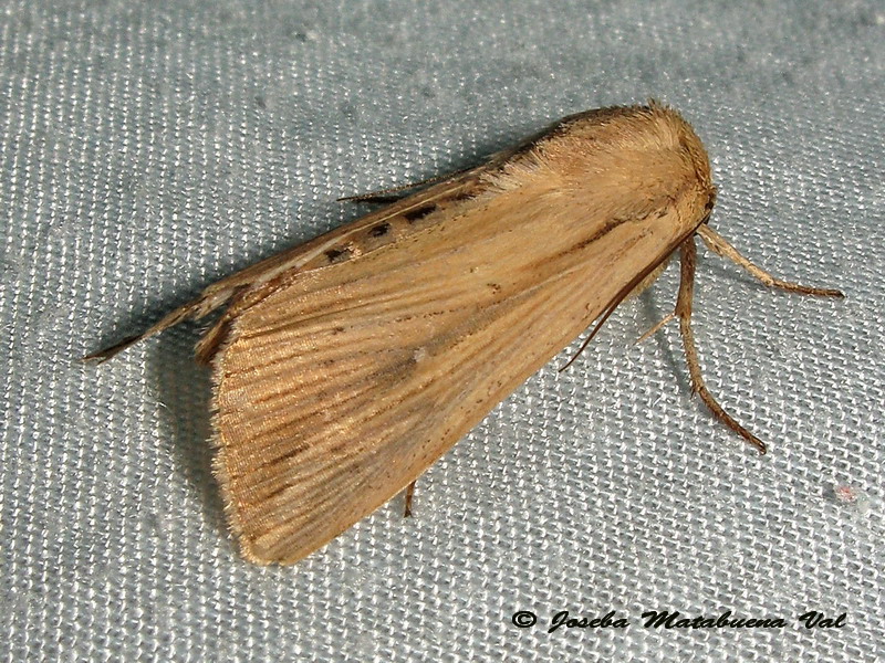 Leucania (Acantholeucania) loreyi (Noctuidae) ? S